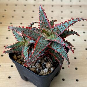 アロエ 実生　ハイブリッド 多肉植物 Aloe hybrid 237