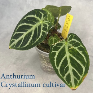 Anthurium crystallinum cultivar アンスリウム クリスタリナム