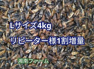 Lサイズ 4kg冷凍 コオロギ 脚部除去済 ★リピーター様1割増量