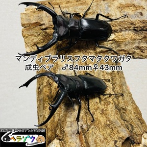 マンディブラリスフタマタクワガタ　ペア　♂84mm♀43mm 野外採集品