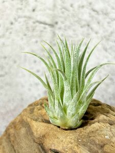 【Frontier Plants】【現品】チランジア・イオナンタ・ハワイアンラベンダー T. ionantha Hawaiian Lavender ブロメリア　エアープランツ