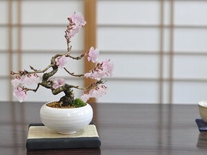 桜盆栽 小品十月桜 ミニ盆栽 盆栽 bonsai 満開 お花見 ボンサイ 鉢植え 桜 sakura さくら 盆栽妙 専門店