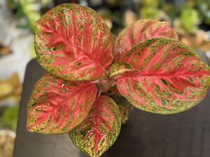 【送料無料】アグラオネマ　ピンク　ソムバット　サイアム　写真現物　Aglaonema Sp Pink Sombut Siam【HEIAN】