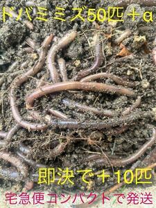 ドバミミズ50匹＋α(中〜大サイズ) 即決で＋10匹　宅急便コンパクトで安心発送　生き餌 天然採集 鰻釣り 釣り餌 シマミミズ フトミミズ