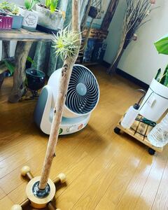 エアプランツ、ビカクシダ、植物スタンド！！