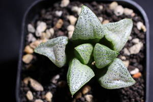 Haworthia/ ホワイトピクタ　ハオルチア