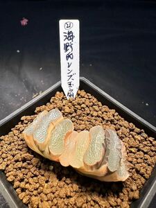 21番　海野氏レンズ玉扇　多肉植物 ハオルチア 自家繁殖 