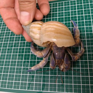 でっかい！沖縄産　オカヤドカリ②