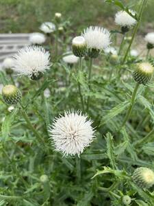 白花ノアザミ、３鉢、花終わり　草丈５０ｃｍほどとなる、９ｃｍ鉢