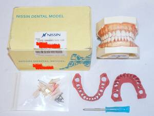 NISSIN 歯周病 歯科 模型 歯周外科 顎模型 歯科衛生士 ニッシン スケーリング スケーラー SRP 歯石 マネキン 超音波 ペリオ 舌 8
