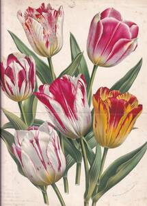 フランスアンティーク 博物画 植物画『TULIPES　チューリップ』 多色刷り石版画　ボタニカルアート