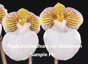 HIF洋蘭 1271 Paph micranthum var eburnium 花芽着