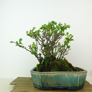 盆栽 梅 長寿梅 樹高 約17cm ちょうじゅばい Chaenomeles japonica 