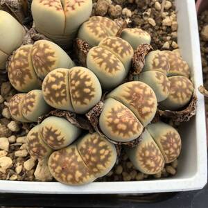 種子30粒　C285 リトープス　ベラ　Lithops bella