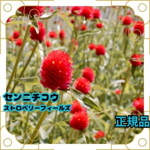 種 千日紅 ストロベリーフィールズ 10粒 正規品 ドライフラワー ポンポン 人気 切り花 花 花壇 プランター センニチコウ タネ たね 種子