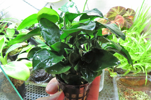 【20POT限定特価】　大ボリュームPOT　アヌビアス　ナナ　1POT　Anubias nana