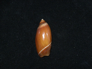 貝の標本 Ancilla cinnamonea 32.8mm.India