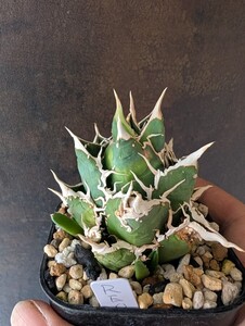 【AGAVE TITANOTA REO ブツブツタイプ　親株出品】子株３個付き アガベ　チタノタ