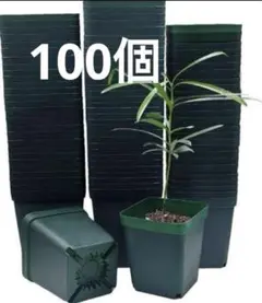 ミニプランター　育苗　プラスチック　小型植木鉢　四角形　100個セット