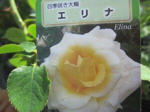『エリナ』新苗　HT　12㎝深ポット　バラ苗　四季咲き大輪