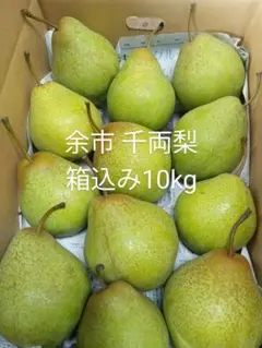 北海道千両梨、箱込み10kg