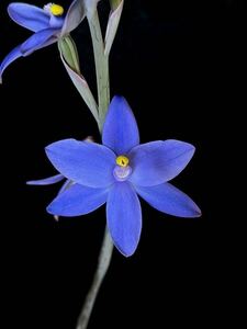 テリミトラ　交配種　青花セレクト個体　Thelymitra alcockiae x crinita Selected 球根　山野草　洋ラン