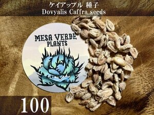ケイアップル 種子 100粒+α Dovyalis Caffra 100 seeds+α 種 Kei Apple