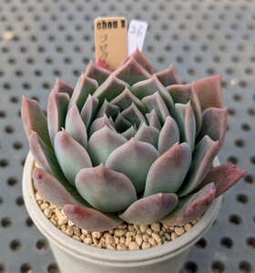 26.コロラータアウテンティカ×ラパス 実生苗 エケベリア 国産 多肉 Echeveria