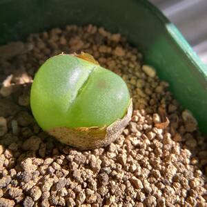 種子30粒　コノフィツム　ラツム　Conophytum ratum