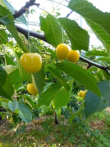 ★ 【訳あり】　農家直送　山形県産　幻のさくらんぼ「月山錦」黄色いさくらんぼ　200g×2パック　2L.3Ｌサイズ 混合