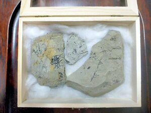 中新世 800万年前 化石 葉片【メタセコイア・フウ・その他 広葉樹】 埼玉県深谷市本田　楊井層 木箱 箱付き 美品 10