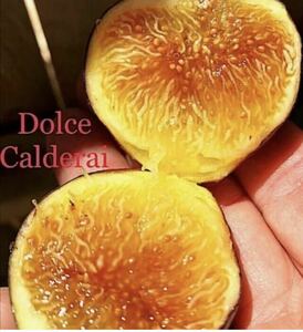 イチジク苗木　今期ラスト苗　Dolce Calderai（ドルチェ・カルデライ）