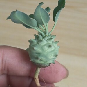 F623 多肉植物 ユ一フオルビア グロプリカウリス/Euphorbia globulicaulis 厳選実生株塊根植物 