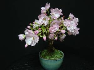 【ビャクシン】旭山桜／アサヒヤマサクラ 花芽いっぱい 極太幹 樹高１９㎝ 小品盆栽 ミニ盆栽 盆栽 桜盆栽 No１７ー８