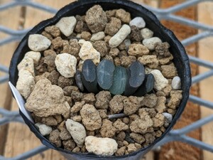 玉扇　HW1G-31M2　ハオルチア　ハオルシア　Haworthia　多肉植物