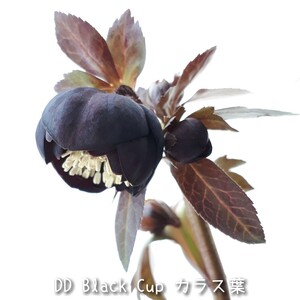 G②DD Black Cup 5粒＊クリスマスローズの種子＊宿根草 花の種