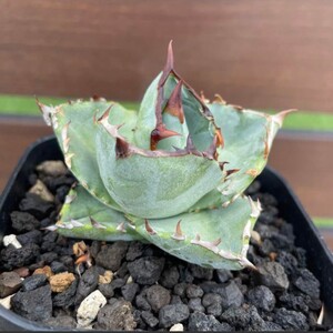 約200粒 アガベ チタノタ ドワーフ Agave titanota dwarf 実生 種子