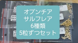 オプンチア　サルフレア　6種類セット　 種子 5粒ずつ