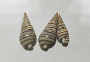 貝の標本 Pyramidella dolabrata set 23.6mm~31mm.台湾