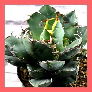 agave titanota oteroi アガベ　チタノタ　オテロイ　実生 カキコ　多肉植物