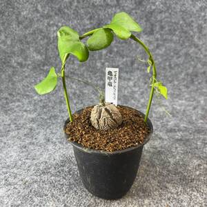 【鉢ごと発送】アフリカ型 亀甲竜 / Dioscorea elephantipes / 3号鉢 / 塊根・多肉植物【現品】 24-10-3-31