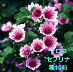 マロウ セブリナ 種10粒