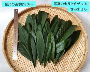 枇杷 ビワ びわ 生葉 120g 格安出品 無農薬 自家栽培 びわの葉茶 びわの葉エキス びわの葉クリーム 湿布薬 入浴剤 小動物の餌 等にも ks