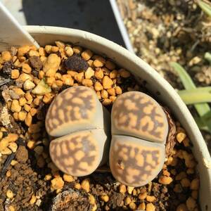 種子30粒　C108 リトープス　ベラ　Lithops bella