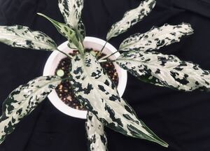 LA便ネームド交配：Aglaonema pictum 妖鳥 × 氷肌玉骨【LA00-f1-1/14】アグラオネマ ピクタム 厳選良株