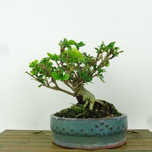 盆栽 梔子 樹高 約12cm くちなし Gardenia jasminoides クチナシ アカネ科 クチナシ属 常緑樹 観賞用 小品 現品