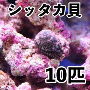 【10個＋α】シッタカ貝　兵庫県産　海水　コケ取り貝　コケトリ貝