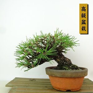 盆栽 松 黒松 樹高 約12cm くろまつ 高級盆栽 Pinus thunbergii クロマツ マツ科 常緑針葉樹 観賞用 小品 現品