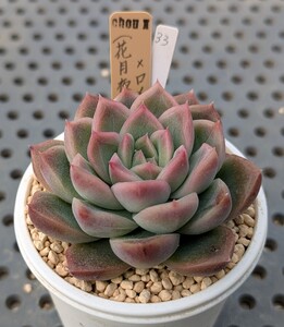 33.（花月夜×ラパス）×ロメオ【初出品】 実生苗 エケベリア 国産 多肉 Echeveria