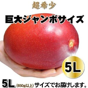 厳選絶品 5L超特大玉【宮崎産 完熟マンゴー】1玉 化粧箱 父の日 還暦祝 お中元 誕生日祝 贈答用 御供え 新築祝い